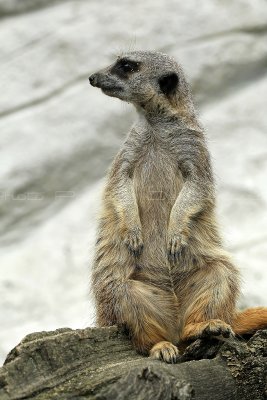 263 Visite du zoo parc de Beauval MK3_6795_DxO2 WEB.jpg