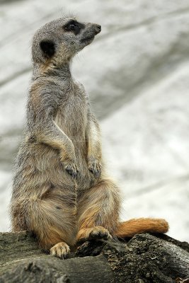 264 Visite du zoo parc de Beauval MK3_6796_DxO2 WEB.jpg