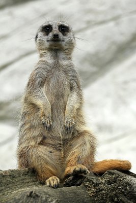 265 Visite du zoo parc de Beauval MK3_6797_DxO2 WEB.jpg