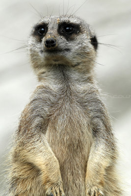 266 Visite du zoo parc de Beauval MK3_6798_DxO2 WEB.jpg