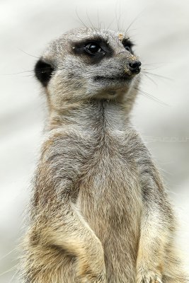 268 Visite du zoo parc de Beauval MK3_6800_DxO2 WEB.jpg