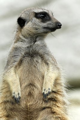 270 Visite du zoo parc de Beauval MK3_6802_DxO2 WEB.jpg