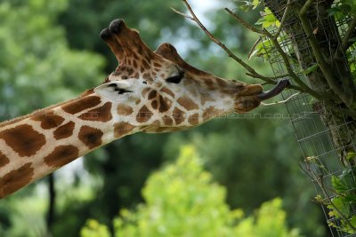 279 Visite du zoo parc de Beauval MK3_6813_DxO2 WEB.jpg