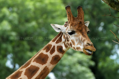 281 Visite du zoo parc de Beauval MK3_6816_DxO2 WEB.jpg