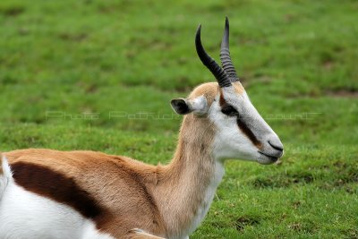 293 Visite du zoo parc de Beauval MK3_6828_DxO2 WEB.jpg