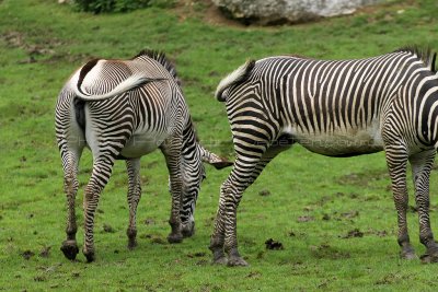 299 Visite du zoo parc de Beauval MK3_6835_DxO2 WEB.jpg