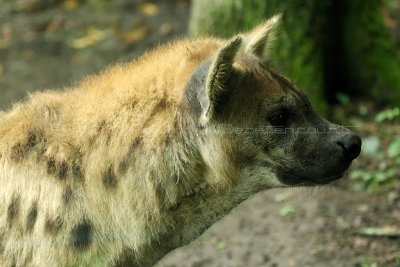 307 Visite du zoo parc de Beauval MK3_6846_DxO2 WEB.jpg