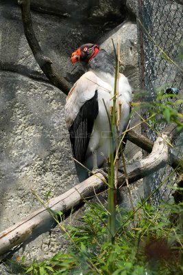 331 Visite du zoo parc de Beauval MK3_6888_DxO2 WEB.jpg