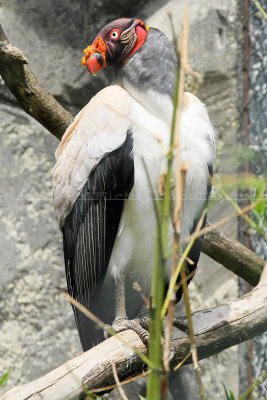 333 Visite du zoo parc de Beauval MK3_6892_DxO2 WEB.jpg