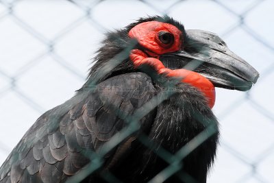 334 Visite du zoo parc de Beauval MK3_6893_DxO2 WEB.jpg