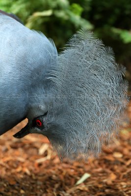 346 Visite du zoo parc de Beauval MK3_6906_DxO2 WEB.jpg