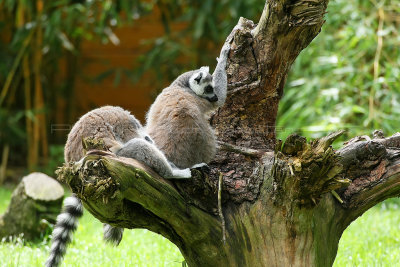 383 Visite du zoo parc de Beauval MK3_6976_DxO WEB.jpg