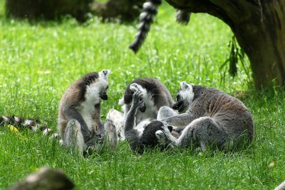 384 Visite du zoo parc de Beauval MK3_6977_DxO WEB.jpg