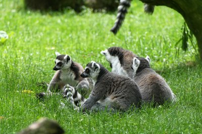 385 Visite du zoo parc de Beauval MK3_6978_DxO WEB.jpg