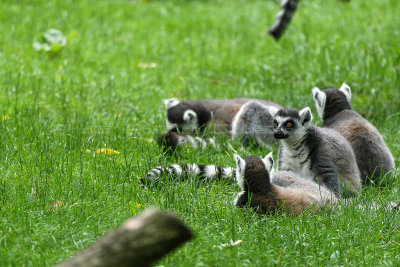 387 Visite du zoo parc de Beauval MK3_6981_DxO WEB.jpg