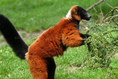 389 Visite du zoo parc de Beauval MK3_6986_DxO WEB.jpg