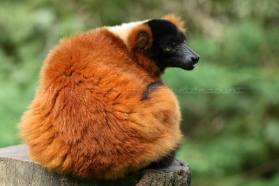 390 Visite du zoo parc de Beauval MK3_6988_DxO WEB.jpg