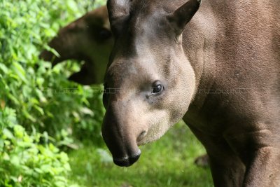 393 Visite du zoo parc de Beauval MK3_6995_DxO WEB.jpg