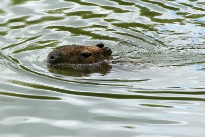 397 Visite du zoo parc de Beauval MK3_6999_DxO WEB.jpg