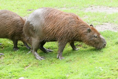 398 Visite du zoo parc de Beauval MK3_7001_DxO WEB.jpg