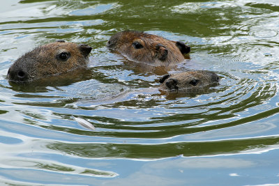 413 Visite du zoo parc de Beauval MK3_7018_DxO WEB.jpg