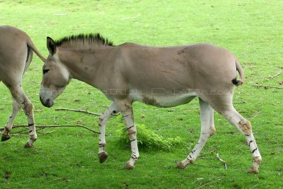 420 Visite du zoo parc de Beauval MK3_7025_DxO WEB.jpg