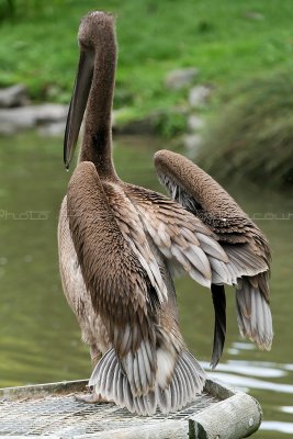 422 Visite du zoo parc de Beauval MK3_7027_DxO WEB.jpg