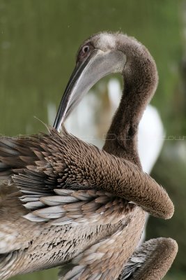 425 Visite du zoo parc de Beauval MK3_7031_DxO WEB.jpg