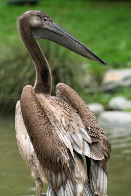 427 Visite du zoo parc de Beauval MK3_7034_DxO WEB.jpg