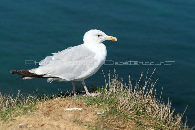 20 Etretat  - Cote Albatre 2010 - MK3_8107_DxO WEB.jpg