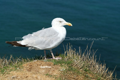 21 Etretat  - Cote Albatre 2010 - MK3_8108_DxO WEB.jpg