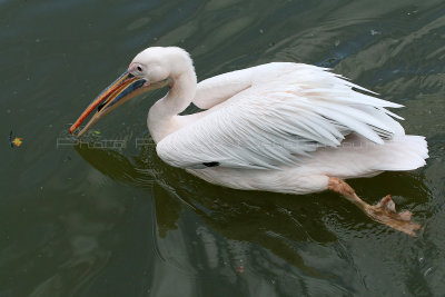 431 Visite du zoo parc de Beauval MK3_7040_DxO WEB.jpg