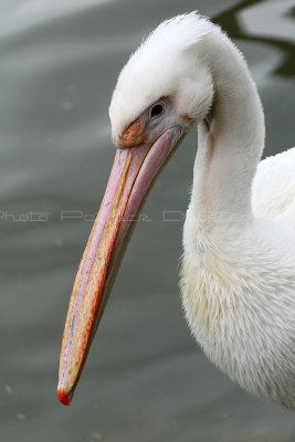 437 Visite du zoo parc de Beauval MK3_7049_DxO WEB.jpg