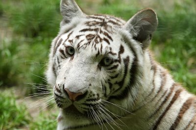 462 Visite du zoo parc de Beauval MK3_7082_DxO WEB.jpg