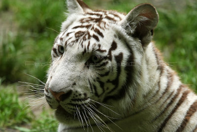 463 Visite du zoo parc de Beauval MK3_7083_DxO WEB.jpg