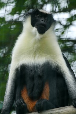 472 Visite du zoo parc de Beauval MK3_7100_DxO WEB.jpg