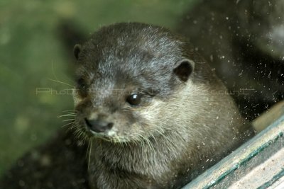 481 Visite du zoo parc de Beauval MK3_7114_DxO WEB.jpg