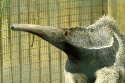 482 Visite du zoo parc de Beauval MK3_7118_DxO WEB.jpg