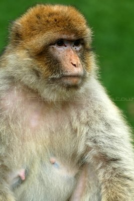 500 Visite du zoo parc de Beauval MK3_7140_DxO WEB.jpg