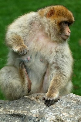 501 Visite du zoo parc de Beauval MK3_7142_DxO WEB.jpg