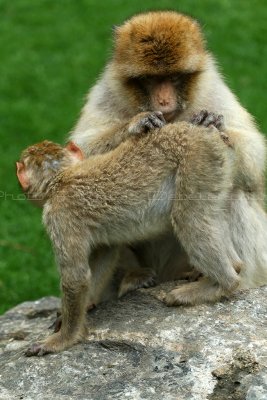 503 Visite du zoo parc de Beauval MK3_7144_DxO WEB.jpg