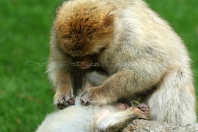 504 Visite du zoo parc de Beauval MK3_7145_DxO WEB.jpg