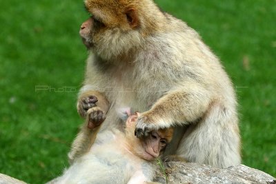 505 Visite du zoo parc de Beauval MK3_7146_DxO WEB.jpg