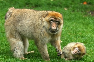 507 Visite du zoo parc de Beauval MK3_7148_DxO WEB.jpg