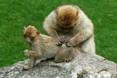 510 Visite du zoo parc de Beauval MK3_7152_DxO WEB.jpg