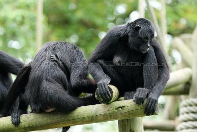 525 Visite du zoo parc de Beauval MK3_7175_DxO WEB.jpg