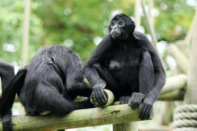 526 Visite du zoo parc de Beauval MK3_7176_DxO WEB.jpg