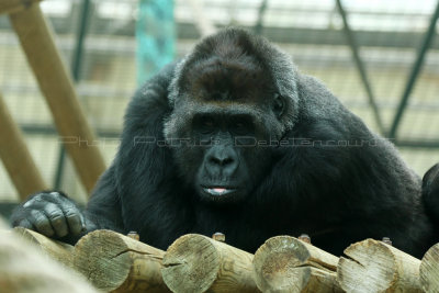 536 Visite du zoo parc de Beauval MK3_7192_DxO WEB.jpg