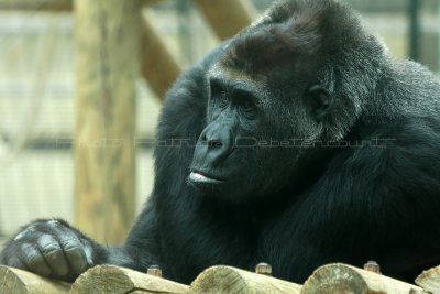 538 Visite du zoo parc de Beauval MK3_7194_DxO WEB.jpg