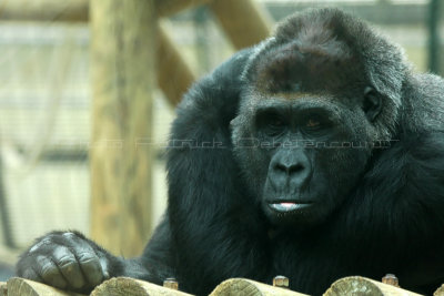 539 Visite du zoo parc de Beauval MK3_7195_DxO WEB.jpg